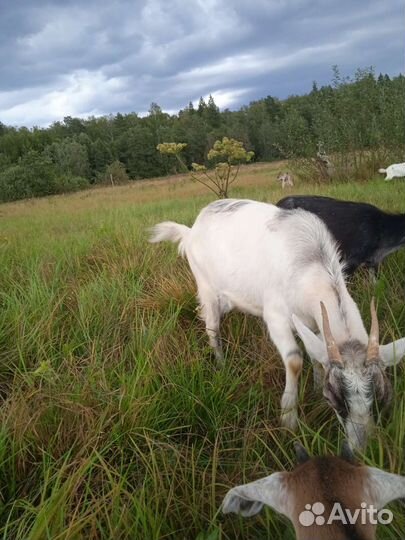 Козлики и козочки