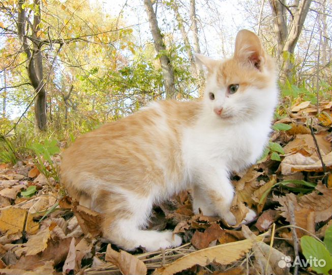 Котенок (мальчик)