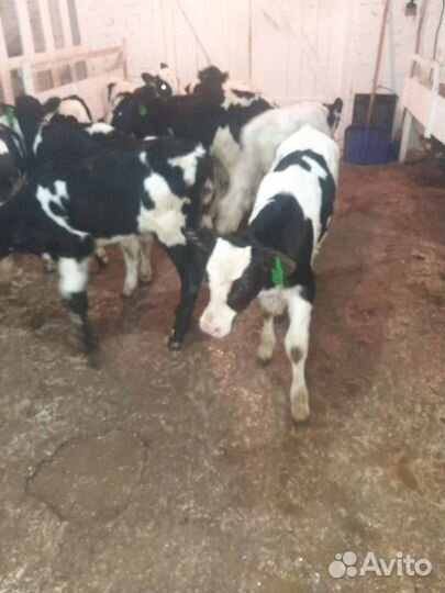 Телки, бычки