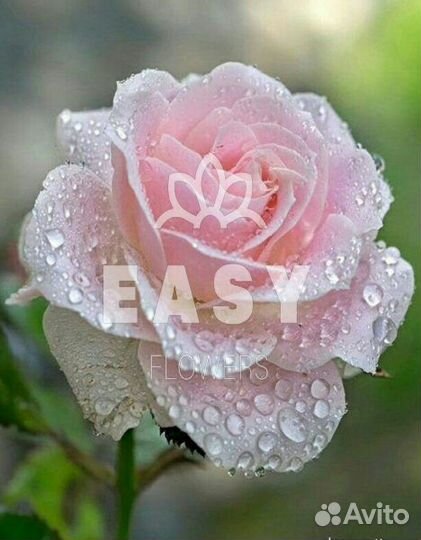 Розовый букет