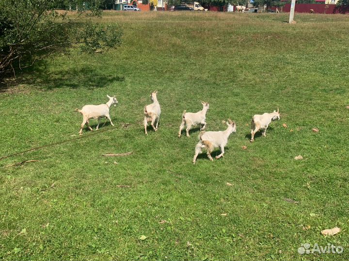 Продам козлят