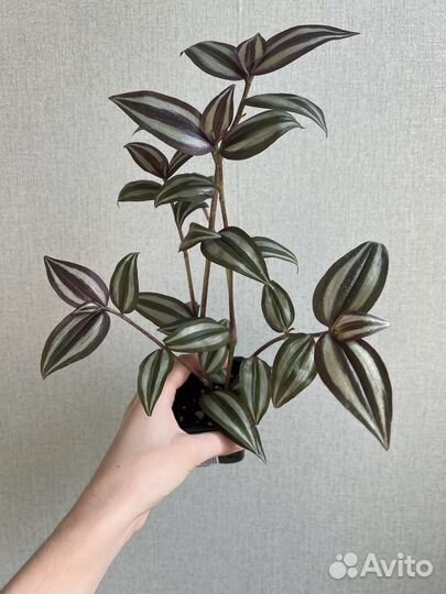 Традесканция (зебрина)