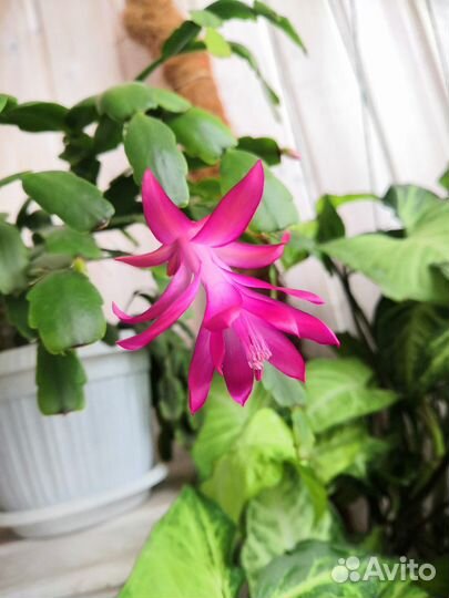 Декабрист шлюмбергера