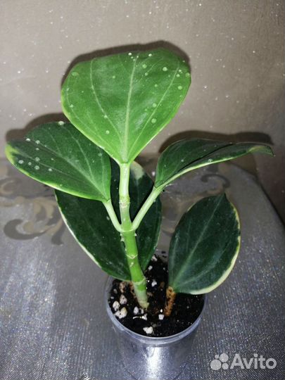 Хойя Пахиклада альбо