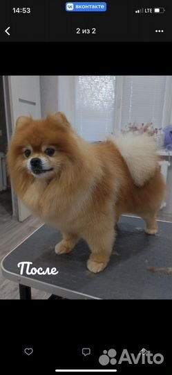 Померанский шпиц