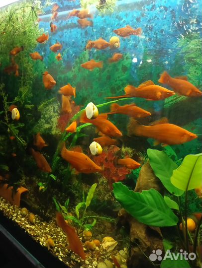 Аквариумные рыбки меченосцы