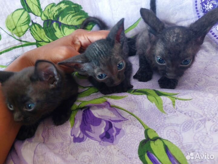 Донской сфинкс кошка