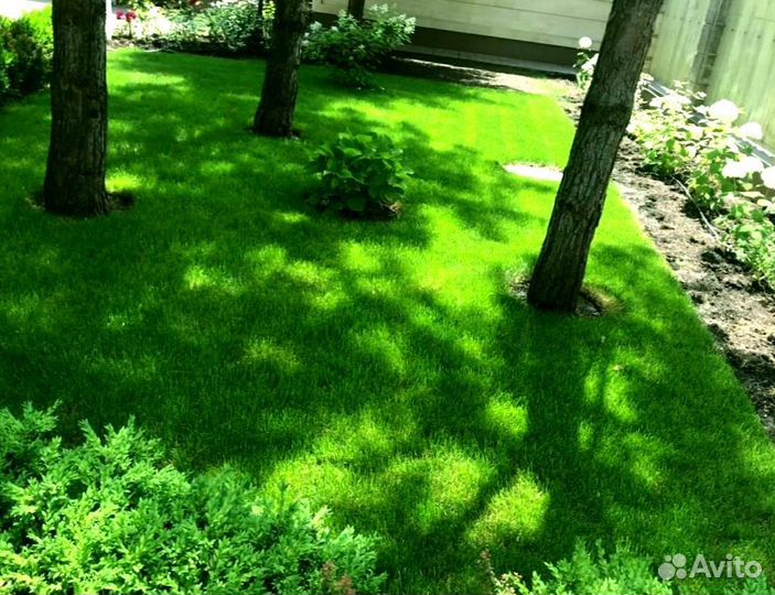 Рулонный газон 