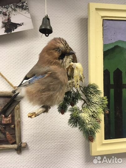 Чучело вальдшнепа