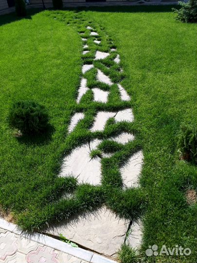 Рулонный газон