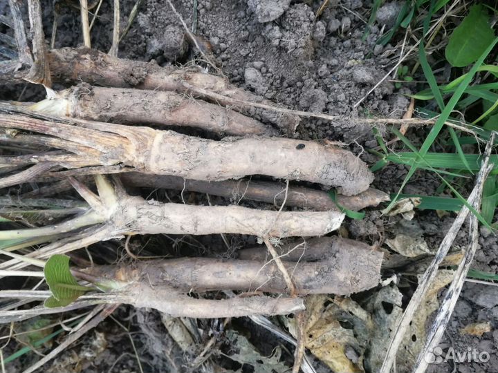 Корни хрена сортовые