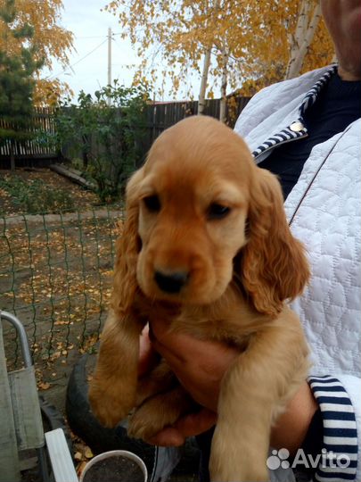 Кокер спаниель