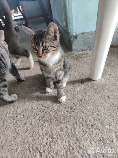 Котик в добрые руки