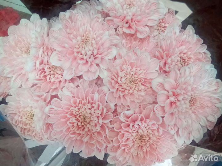 Хризантема кустовая