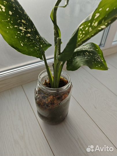 Дифенбахия