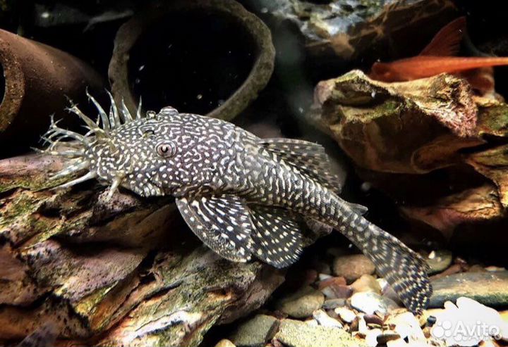 Анциструс вуалевый и обыкновенный