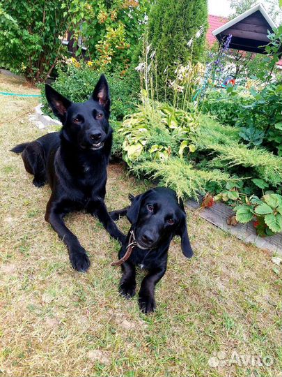 Передержка, зоогостиница для кошек, собак, птиц и