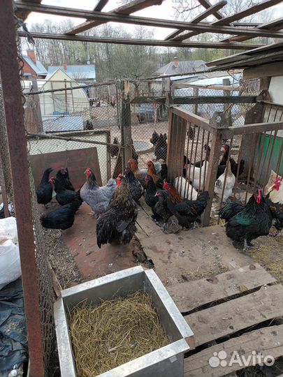 Куры несушки разной породы