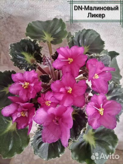 Фиалки сортовые стандарты, полумини, мини, трейлер