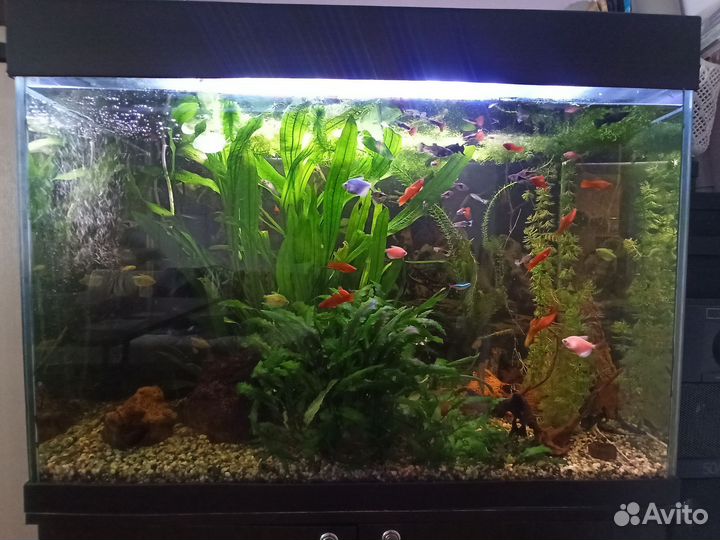 Аквариум на 240 литров
