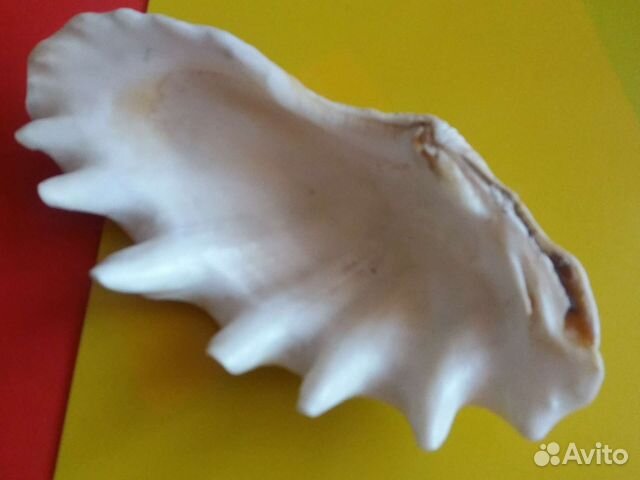 Ракушки большие