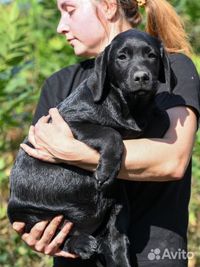 Лабрадор девочка
