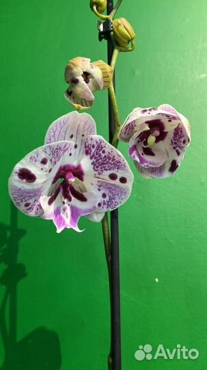 Орхидея фаленопсис биг лип