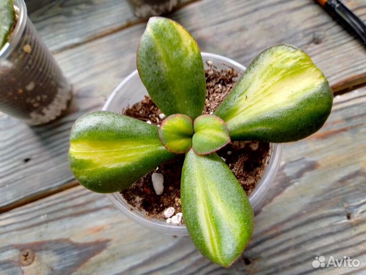 Крассулы коллекционные