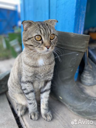 Вислоухий кот