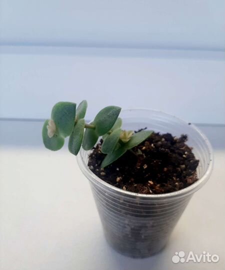 Крассула Перфората, Овата. Суккуленты