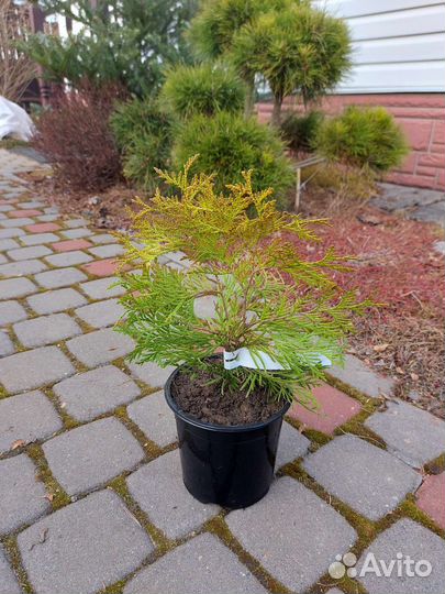 Продам тую Голден Глоб