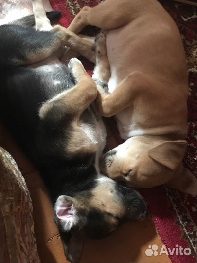 Отдам в добрые руки двух собак девочек