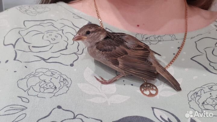 Птица воробей