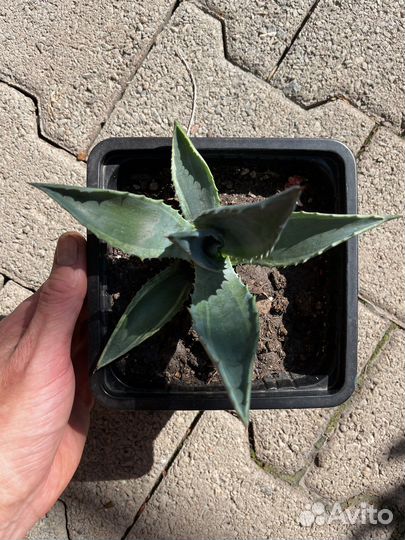 Агава американская комнатные растения