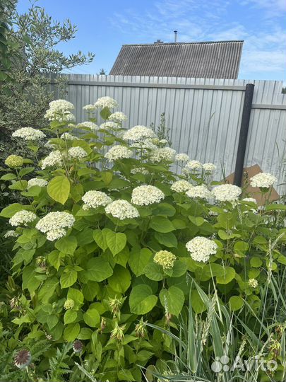 Гортензия / срезы цветок для букетов