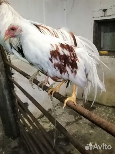 Куры йокогама петушок