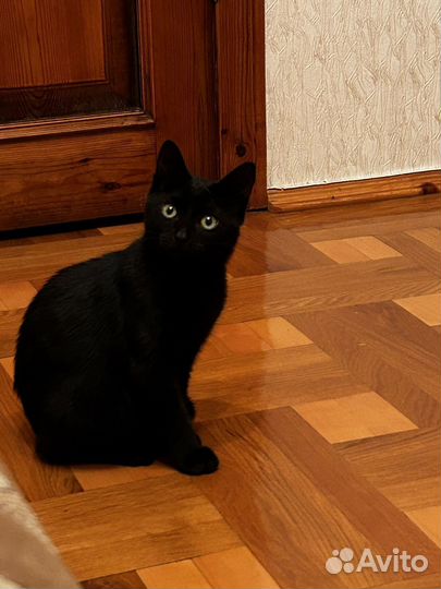 Котенок мальчик в добрые руки