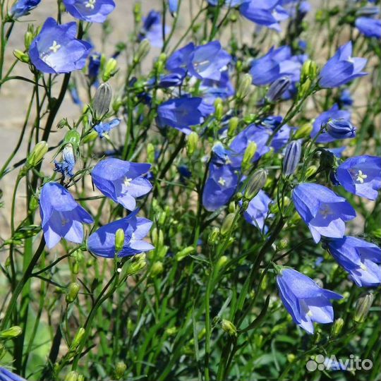 Почвопокровные и низкорослые многолетники