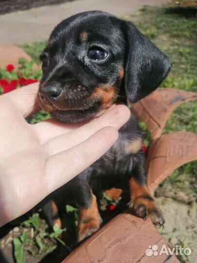 Щенки кроличьей таксы