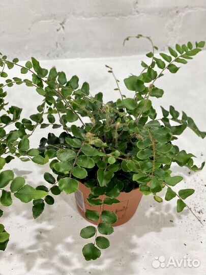 Пеллея круглолистная 25 см