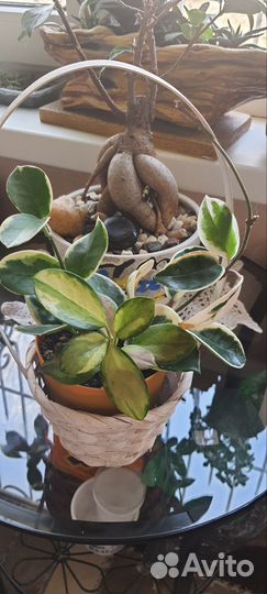 Хойя, сингониум