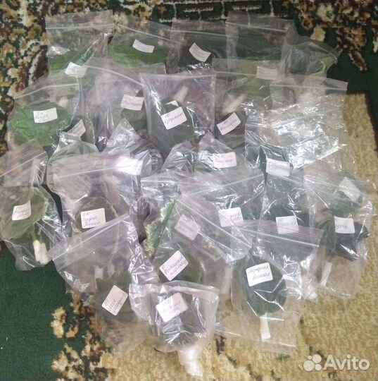 Срез листовых черенков сортовых фиалок