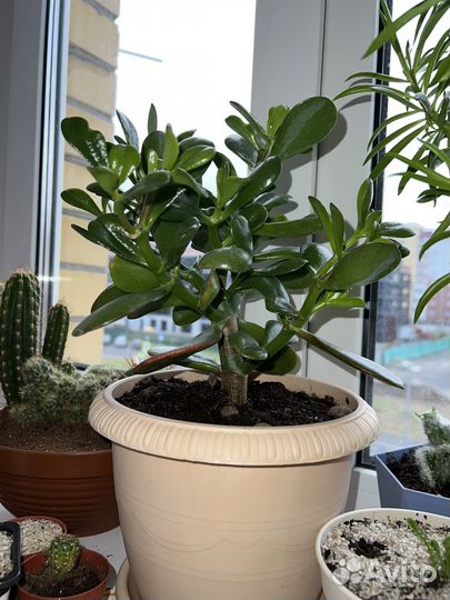 Толстянка красула денежное дерево дружбы, удачи