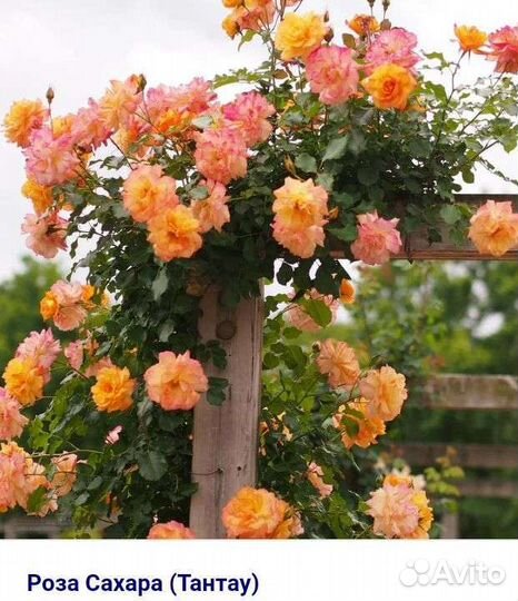 Саженцы роз зкс