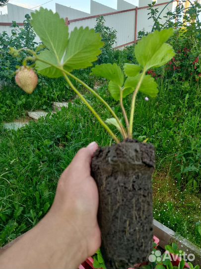 Рассада клубники