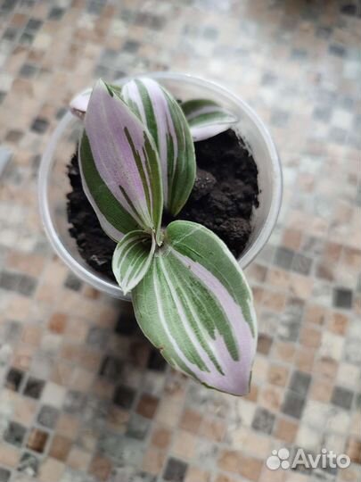 Традесканция