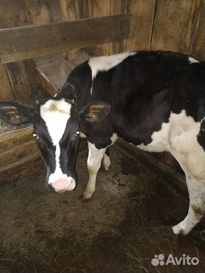 Продам телочку