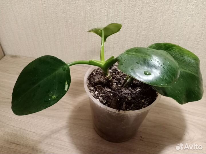 Филодендроны