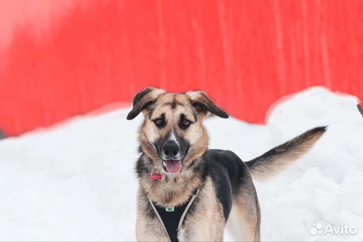 Хозяин найдись, бесплатно собака