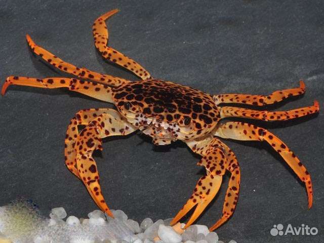 Крабы, раки аквариумные